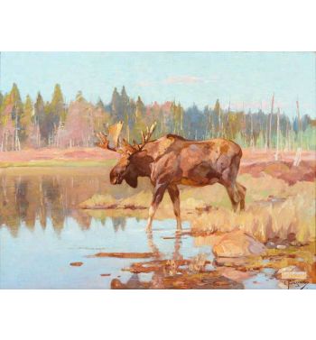 Moose in Marshland