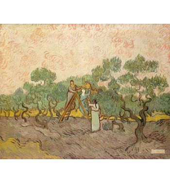 Olive Grove 7