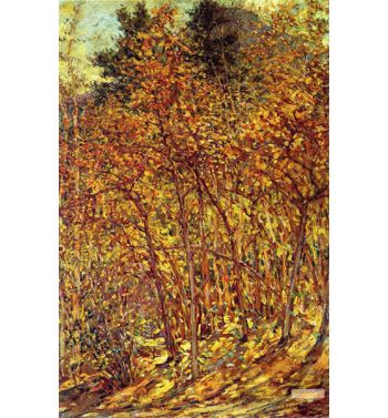 Autumn Sunlight