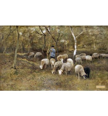Sheep With Shepherd At Laren