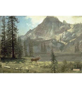 Call Of The Wild