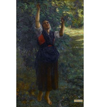 Cueilleuse De Figues