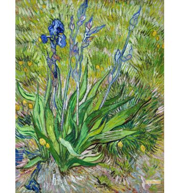 The Iris