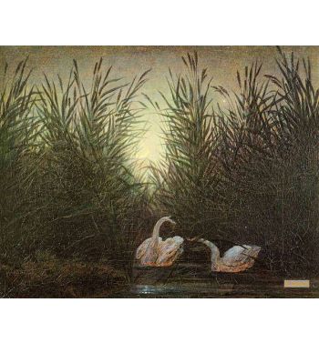 Swans In The Reed Two Swans On The Pond In The Moonlight 