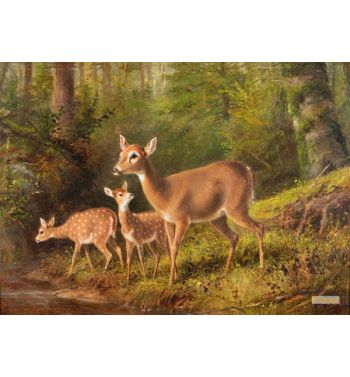 A Doe And Two Fawns