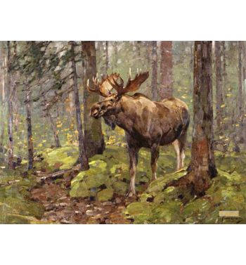 Moose in the Woods