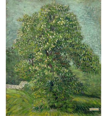 Chestnut Tree In Blossom