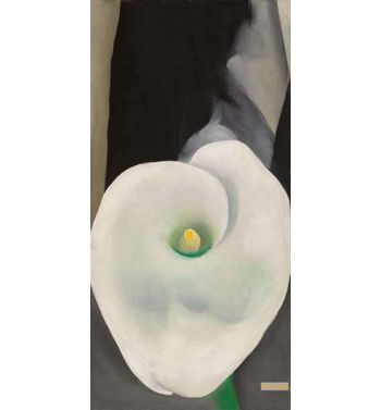 Calla Lily For Alfred 1927