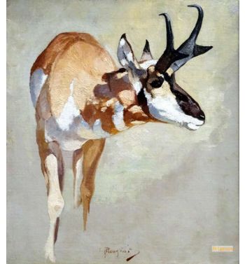 Pronghorned Anntelope Study