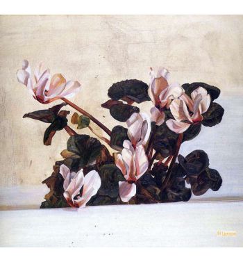 Cyclamen