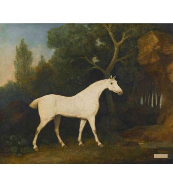 Selim A Grey Hunter In A Paddock