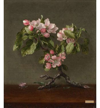 Apple Blossoms 1873