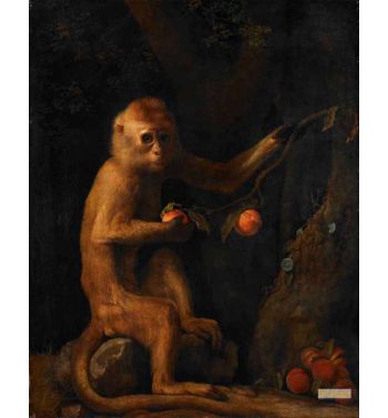 A Monkey 