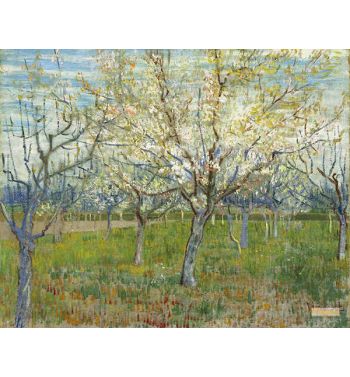 Orchard With Blossoming Apricot Trees 