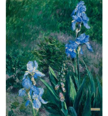 Iris Bleus, Jardin Du Petit Gennevilliers