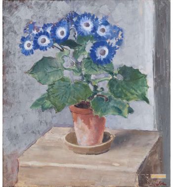 Blue Cineraria