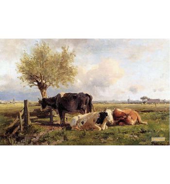 Resting Cows