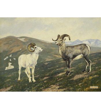 Dall Stone Sheep
