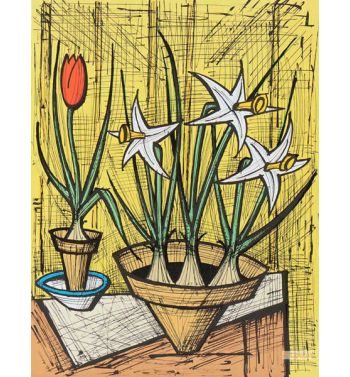 Jonquilles Et Tulipe En Pots