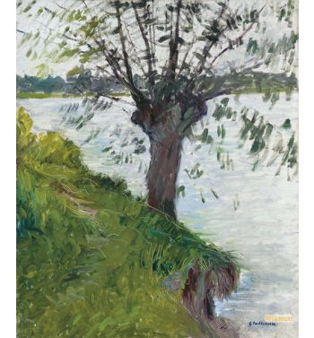 Saule Au Bord De La Riviere