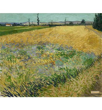 Wheat Field