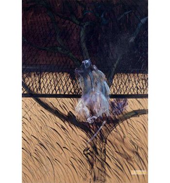 Study of a Baboon