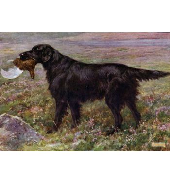The Flat Coated Retriever Champion High Legh Blarney