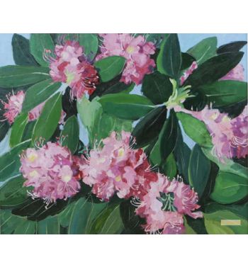 Rhododendrens