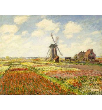 A Field Of Tulips In Holland