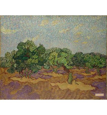 Olive Grove 6
