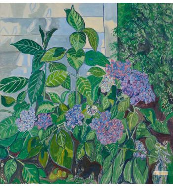 Pink And Blue Hydrangeas 1967