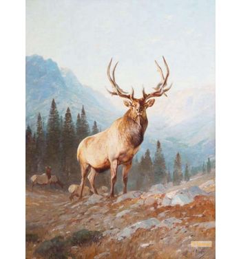 The Wapiti