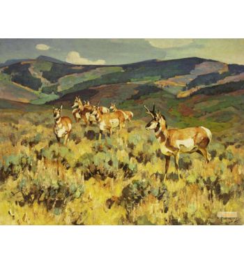 Herd of Antelope