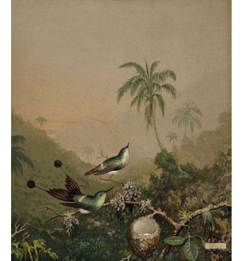 Brazilian Hummingbirds Ii