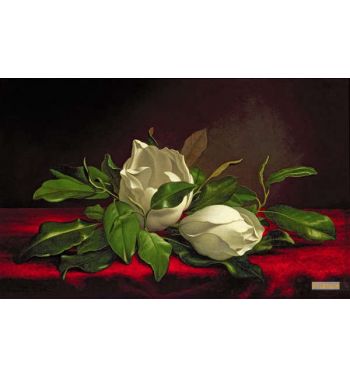 Magnolia