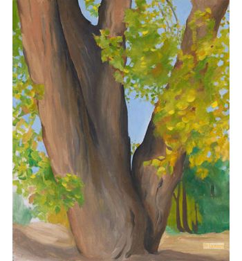 Cottonwood Tree 1945