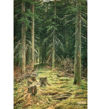 Coniferous Forest 1873