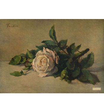 White Rose