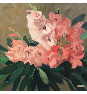 Gladiolus