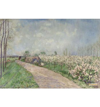 Cherry Orchard In The Betuwe