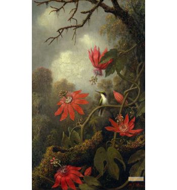 Hummingbird And Passionflowers C1875 85