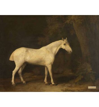 Horse In The Shade Of A Wood