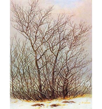 Trees And Shrubs In The Snow