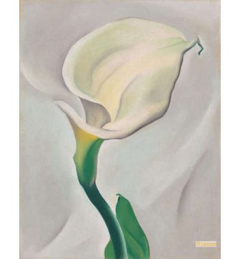 Calla Lily Turned Away 1923