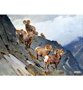 Dall Sheep