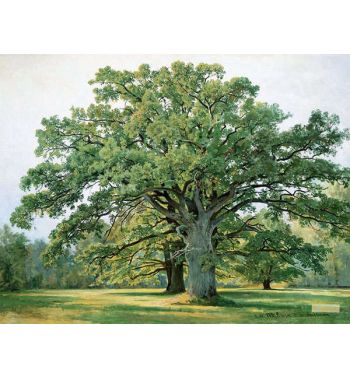 Oaks In Old Peterhof 1891