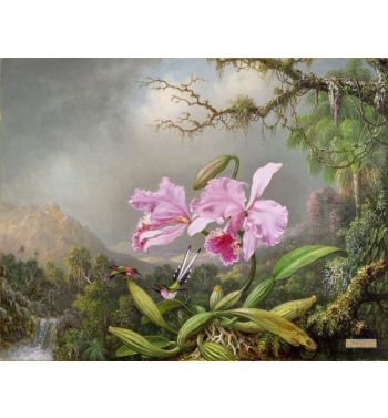 Study Of An Orchid 1872
