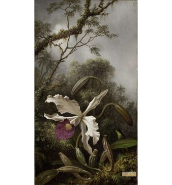 Hummingbird With White Orchid 1875 1885