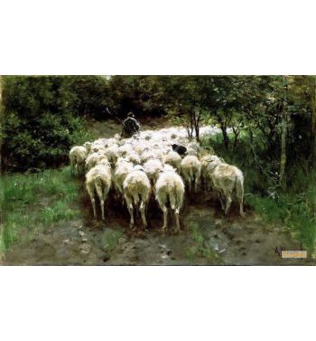 Sheep In The Forest