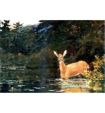 A Doe 1889